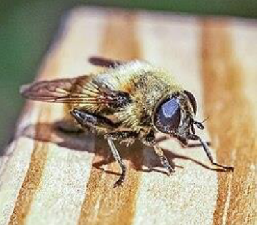 screenshot 2025-11-10 at 06-58-57 دستورالعمل اجرايي - دستورالعمل مگس بنه زعفران 1404نهایی-1.pdf.png